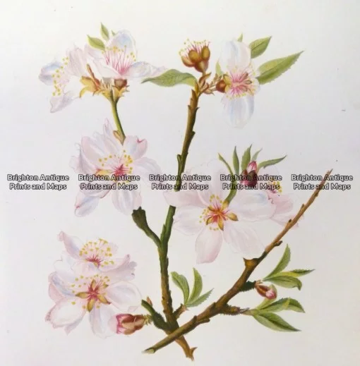 21-360  Botanical – Almond  c.1870