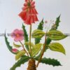 21-361  Botanical  c.1870