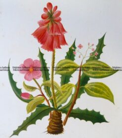 21-361  Botanical  c.1870