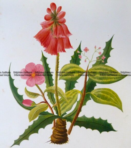 21-361  Botanical  c.1870