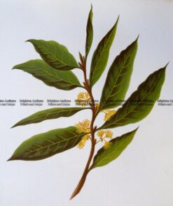 21-362  Botanical - Bay Leaves  c.1870
