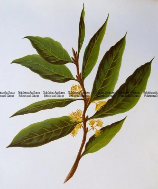 21-362  Botanical – Bay Leaves  c.1870