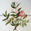 21-363  Botanical - Myrtle Tree  c.1870