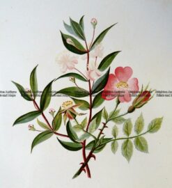 21-363  Botanical - Myrtle Tree  c.1870