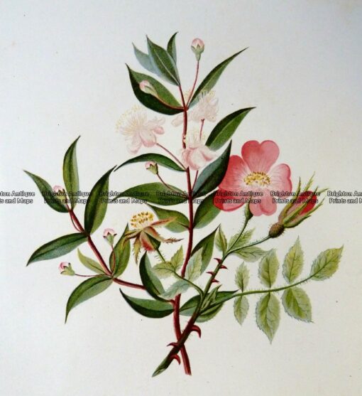 21-363  Botanical – Myrtle Tree  c.1870
