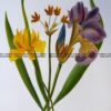 21-364 Botanical - Iris  c.1870