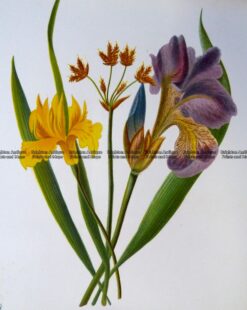 21-364 Botanical - Iris  c.1870