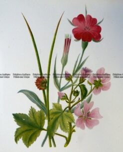 21-365  Botanical  c.1870