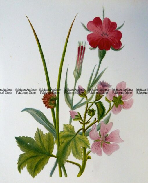 21-365  Botanical  c.1870