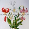21-366  Botanical - Lilly  c.1870
