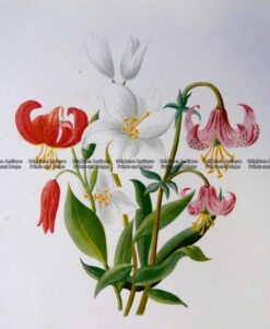 21-366  Botanical - Lilly  c.1870
