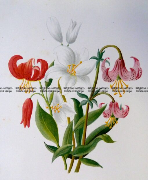 21-366  Botanical – Lilly  c.1870
