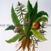 21-367  Botanical - Mandrakes  c.1870