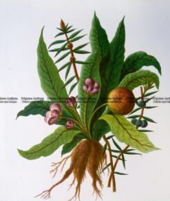 21-367  Botanical - Mandrakes  c.1870