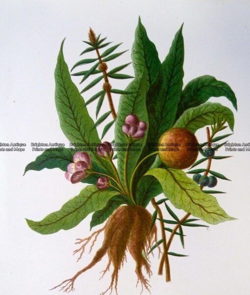 21-367  Botanical – Mandrakes  c.1870