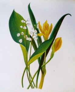 21-368  Botanical - Lilly of the Valley  c.1870
