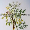 21-369  Botanical - Coriander  c.1870