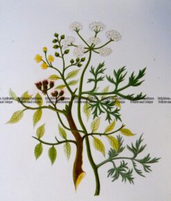 21-369  Botanical - Coriander  c.1870