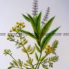 21-370  Botanical - Mint  c.1870