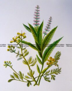 21-370  Botanical - Mint  c.1870