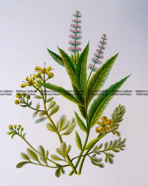 21-370  Botanical – Mint  c.1870