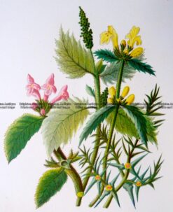 21-371  Botanical  c.1870