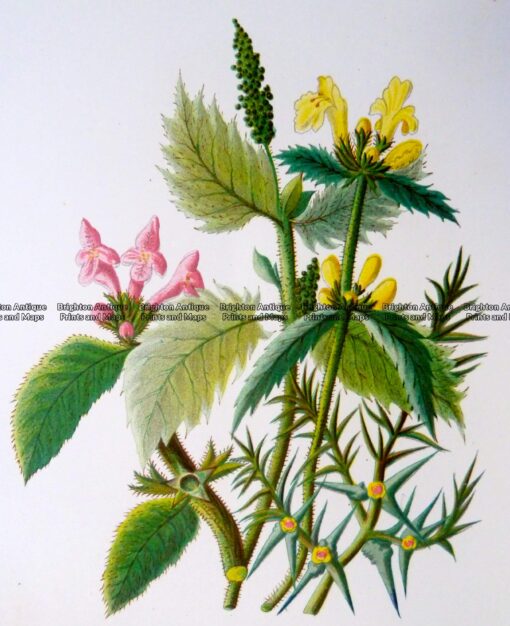 21-371  Botanical  c.1870