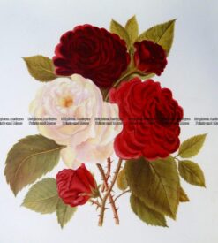 21-372  Botanical  - Roses  c.1870