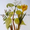 21-373  Botanical - Spikenard
