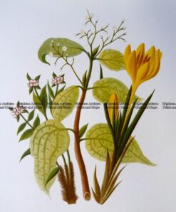 21-373  Botanical - Spikenard