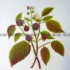 21-375  Botanical -Blackberry  c.1870