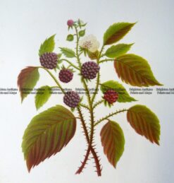 21-375  Botanical -Blackberry  c.1870