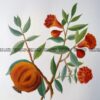 21-376  Botanical  c.1870