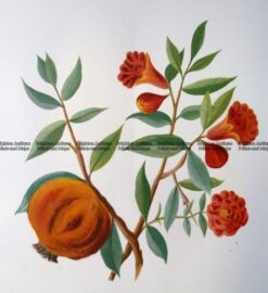 21-376  Botanical  c.1870
