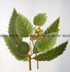 21-377  Botanical  c.1870