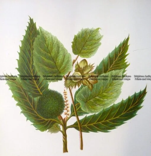 21-377  Botanical  c.1870
