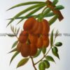 21-378  Botanical - Olives  c.1870