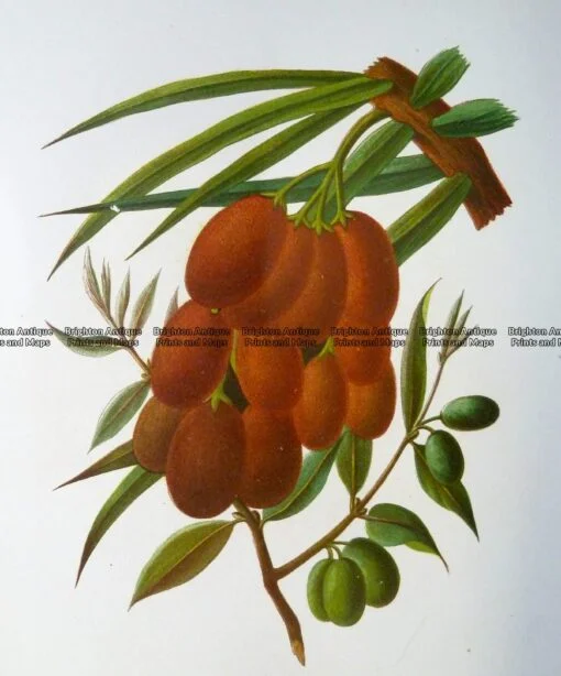 21-378  Botanical – Olives  c.1870