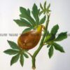 21-379  Botanical - Figs  c.1870