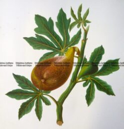 21-379  Botanical - Figs  c.1870