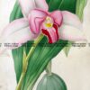 21-381  botanical - Orchid by Andrews  c.1860