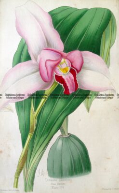 21-381  botanical - Orchid by Andrews  c.1860