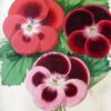 21-382  Botanical Spotted Geranium