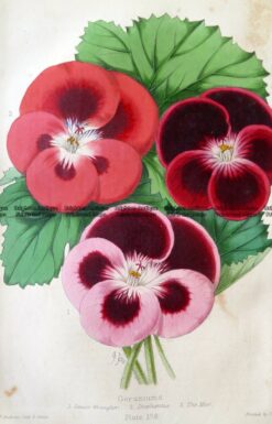 21-382  Botanical Spotted Geranium
