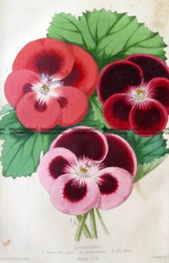 21-382  Botanical Spotted Geranium