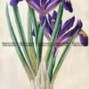 21-383  Botanical - Iris by Andrews c.1860