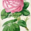 21-384  Botanical - Rose by Andrews c.1860