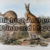 24-315 - John Gould Mammals of Australia - Red Wallaroo - - John Gould - circa 1845 - 1863 - Hand coloured lithograph - 37cm X 53cm - Condition A+