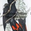 24-392 - John Gould Birds of Australia Western Black Cockatoo  John Gould - circa 1840 - 1848 Hand coloured lithograph 37cm X 53cm Condition A+