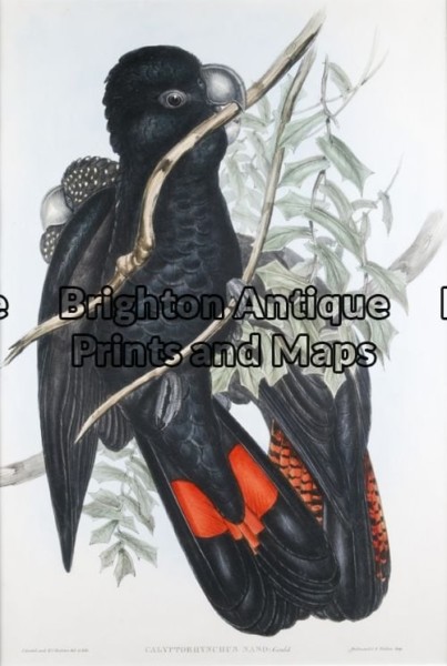 24-392 – John Gould Birds of Australia Western Black Cockatoo  John Gould – circa 1840 – 1848 Hand coloured lithograph 37cm X 53cm Condition A+